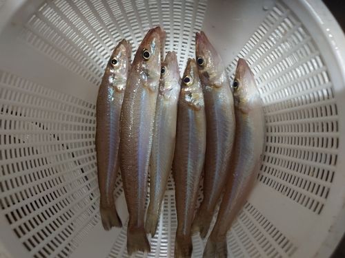 キスの釣果