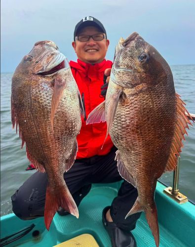 タイの釣果