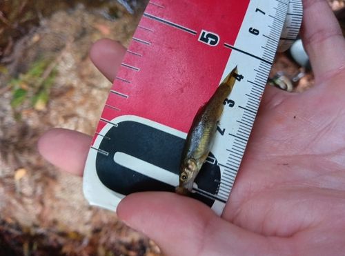 アブラハヤの釣果