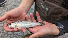 ヤマメの釣果