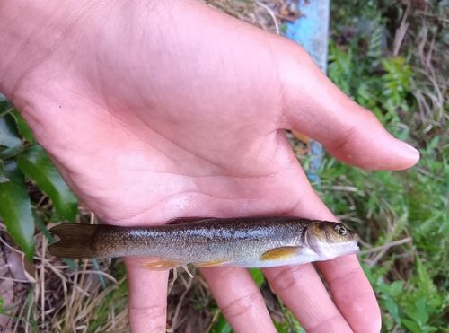 アブラハヤの釣果