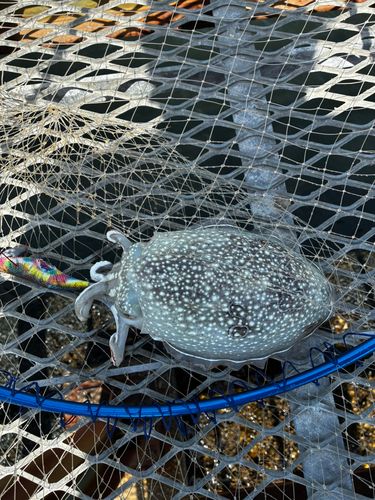 シリヤケイカの釣果