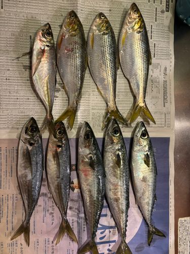 アジの釣果