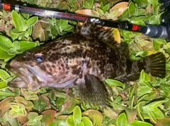 タケノコメバルの釣果