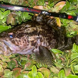 タケノコメバル