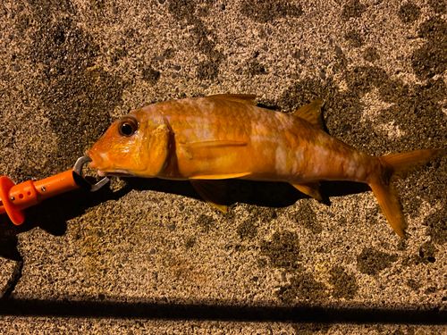 アカヒメジの釣果