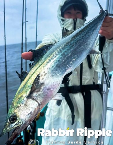 サワラの釣果