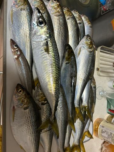 コノシロの釣果