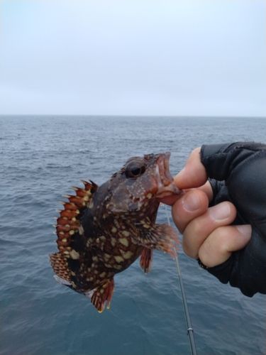 アラカブの釣果