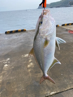 カンパチの釣果