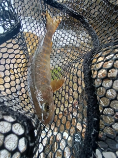 ヤマトイワナの釣果