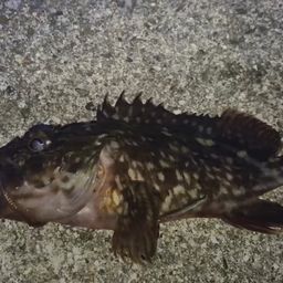 カサゴ