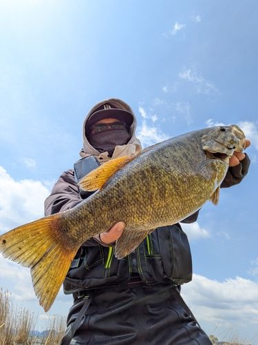 スモールマウスバスの釣果