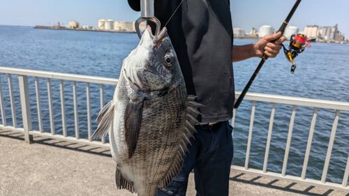 チヌの釣果