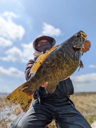 スモールマウスバスの釣果