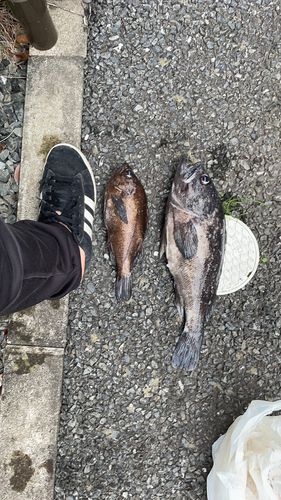 クロメバルの釣果