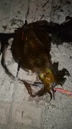 アオリイカの釣果
