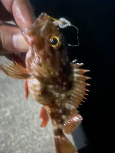 アラカブの釣果