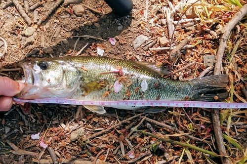 ブラックバスの釣果