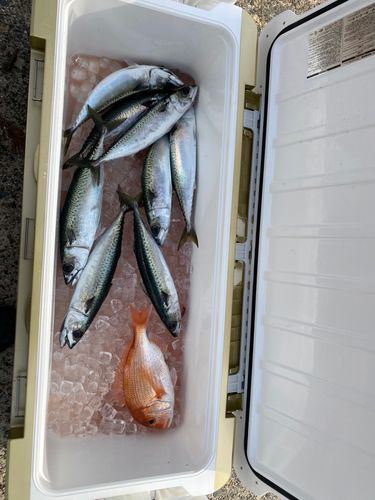 釣果