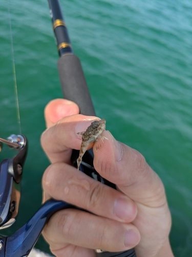 ホウボウの釣果