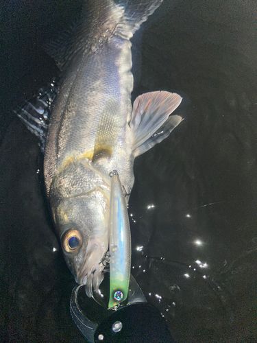 セイゴ（マルスズキ）の釣果