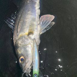 セイゴ（マルスズキ）