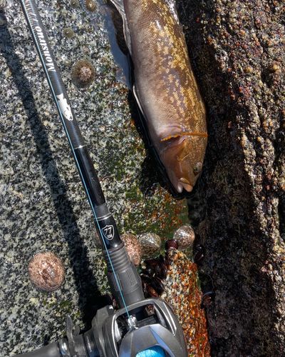 アイナメの釣果