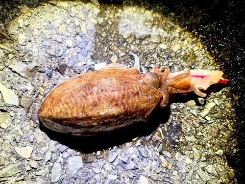 コウイカの釣果