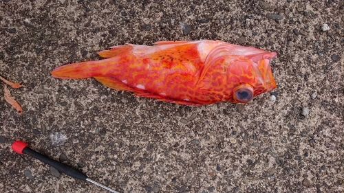 ユメカサゴの釣果