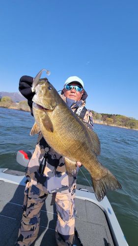 スモールマウスバスの釣果