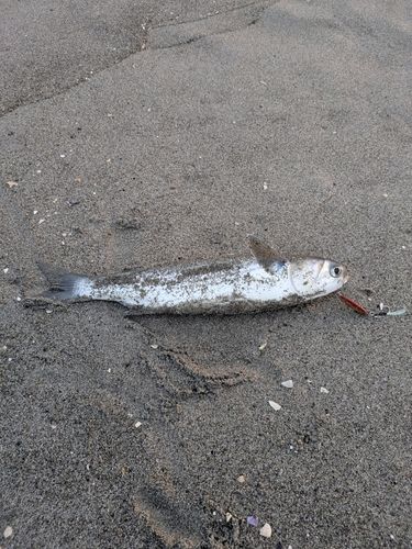 ボラの釣果