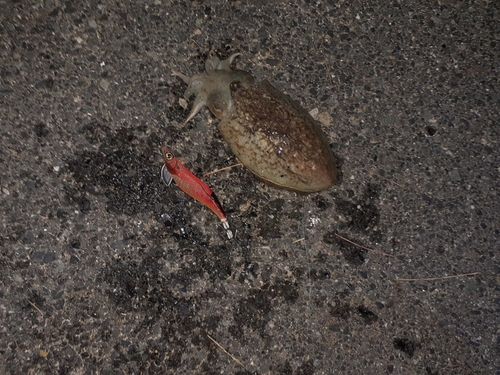 マツバイカの釣果