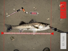 シーバスの釣果