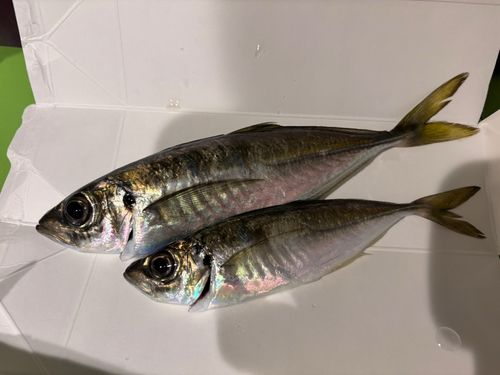マアジの釣果