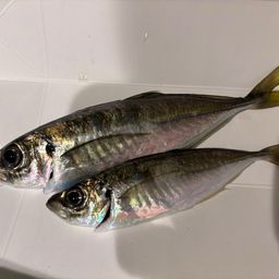 マアジ