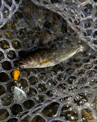 イワナの釣果