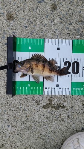 メバルの釣果