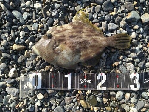 カワハギの釣果