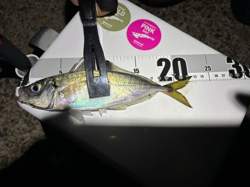 マアジの釣果