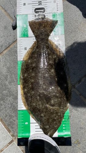 ヒラメの釣果