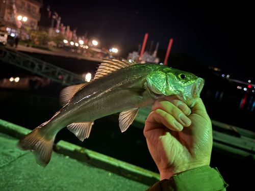セイゴ（ヒラスズキ）の釣果