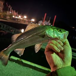 セイゴ（ヒラスズキ）