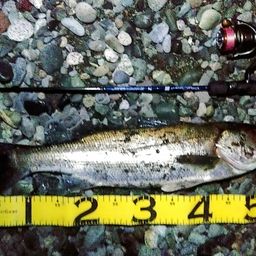 フッコ（マルスズキ）