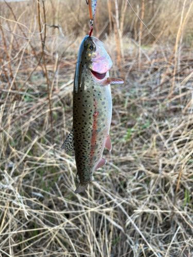 レインボートラウトの釣果