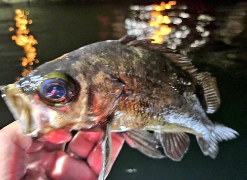 メバルの釣果