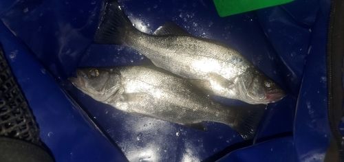 セイゴ（ヒラスズキ）の釣果