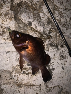 メバルの釣果