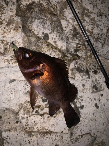 メバルの釣果