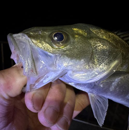 セイゴ（マルスズキ）の釣果